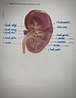 Human AP Lab 9 - Label the following kidney model - BIOL 2020 - Renal ...