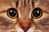 Olho de gato: guia completo com curiosidades e cuidados | Guia Animal