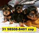Filhotes Em Bh Yorkshire Terrier Mini - Belo Horizonte, Mg - Zip Anúncios