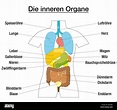 Innere Organe - schematische Diagramm mit farbigen Organe und ...