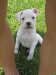 Albino White Boxer Puppies For Sale