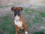 Perros boxer en adopcion - Imagui