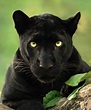 Photog captures incredible images of rare black panther roaming in the ...