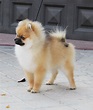 TODO SOBRE EL POMERANIA - Pomeranian Beauty