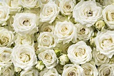 Josephine - Voorn Spray Roses — High Quality Cultivars