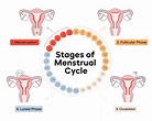 The 4 Stages of the Menstrual Cycle | Aunt Flow