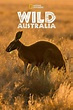 Wild Australia (TV Series 2014) - IMDb