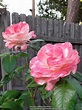 Rose (Rosa 'Coretta Scott King') in the Roses Database - Garden.org