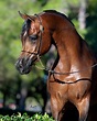Arabian Horses - Stableexpress