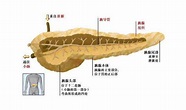 人体胰腺结构示意图-生理结构图,_医学图库