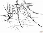 Dibujo de Mosquito realista para colorear | Dibujos para colorear ...