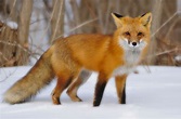 The Red Fox | Animal Facts & New Pictures | The Wildlife
