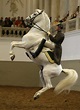 A Lipizzaner horse of the Spanish Riding School of Vienna jumps during ...