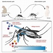 Frontiers | Intra-Host Diversity of Dengue Virus in Mosquito Vectors