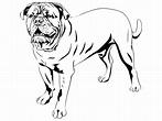 Dogo De Burdeos perro #1 raza canina K-9 animales mascotas Podenco ...
