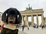 Dog-Friendly Germany: Travelling in Germany with a Dog - Travelnuity