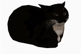 Maxwell Maxwell Cat GIF - Maxwell Maxwell Cat Spinning Cat - Discover ...