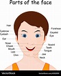 Parts of the human face Royalty Free Vector Image