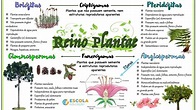 Mapa mental - Reino Plantae - Baixe grátis o mapa mental em PDF!