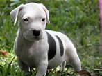 American Pit Bull Terrier Puppies: Know Everything Of Them