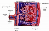 3-Placental structure and circulation at term. Maternal blood enters ...