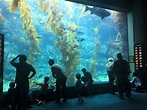 Birch Aquarium: The Ultimate Itinerary for a Day at the Aquarium ...