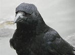 File:Carrion Crow aka Corvus corone.jpg - Wikimedia Commons