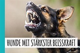 26 Hunde mit stärkster Beißkraft | Tabelle & Bilder [2023] – Hunde-Zauber