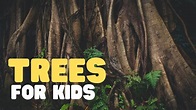 Trees for Kids | Learn all about trees in this fun educational video ...