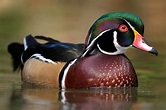 Types of Ducks With Pictures - Photo Gallery