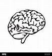 Cerebro humano realista fondo negro Imágenes vectoriales de stock - Alamy