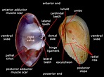 Clams: Characteristics, properties, reproduction and more
