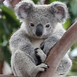 Australian animals: the koala | Free photos - photos777.net