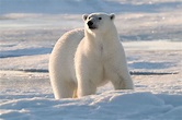 Referat Der Eisbär - WWF Österreich