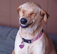 22 smiley dogs that will immediately lift your mood