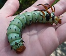 Insect Spotlight - Hickory Horned Devil - Houseman Services