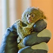 Nace un nuevo tití pigmeo, el mono más pequeño del mundo, en el Zoo de ...