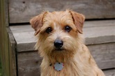 Norfolk Terrier Breed Dog History And Health Facts