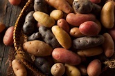 Three New Varieties of GMO Potatoes Approved in the US ~ Operation ...
