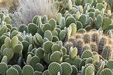 Cacti Growing Guide: Tips for Effective Cactus Growing – Telegraph