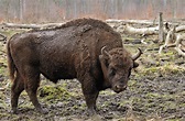 File:Bison bonasus (Linnaeus 1758).jpg - Wikipedia