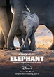 Elephant (2020) - FilmAffinity