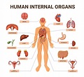 Colored Human Body Organ Systems Infographic 6846593 Vector Art at Vecteezy