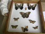 mariposas disecadas Moth, Butterflies, Inspiration, Home, Insects ...