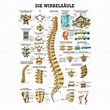 Anatomische Lehrtafel "Die Wirbelsäule 34 x 24", Posterwissen.de