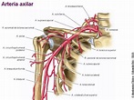 Apunte: Arteria axilar | Anatomía | Medicina UBA | | Filadd