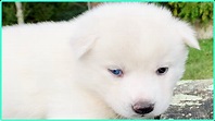 CACHORRO ** Husky Siberiano Blanco ** [Sirokami] - YouTube