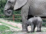 Watch this newborn baby elephant begin to explore the world ...