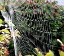 Photography: Cobweb