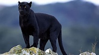 panthers, Big Cats, Animals, Black Panther, Nature Wallpapers HD ...